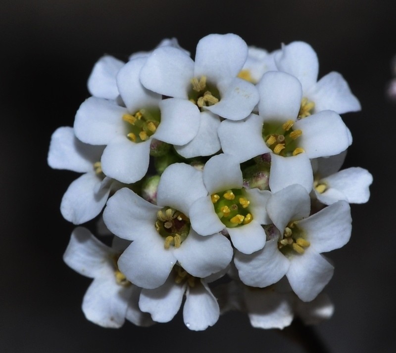 Hormathophylla cadevalliana photo 2