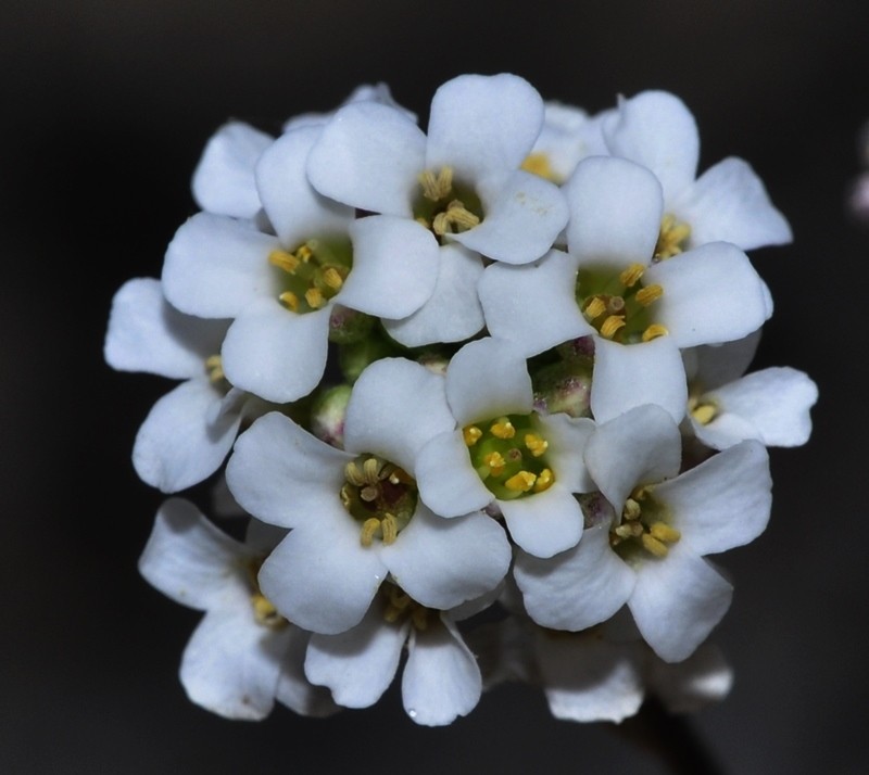 Hormathophylla cadevalliana photo 3
