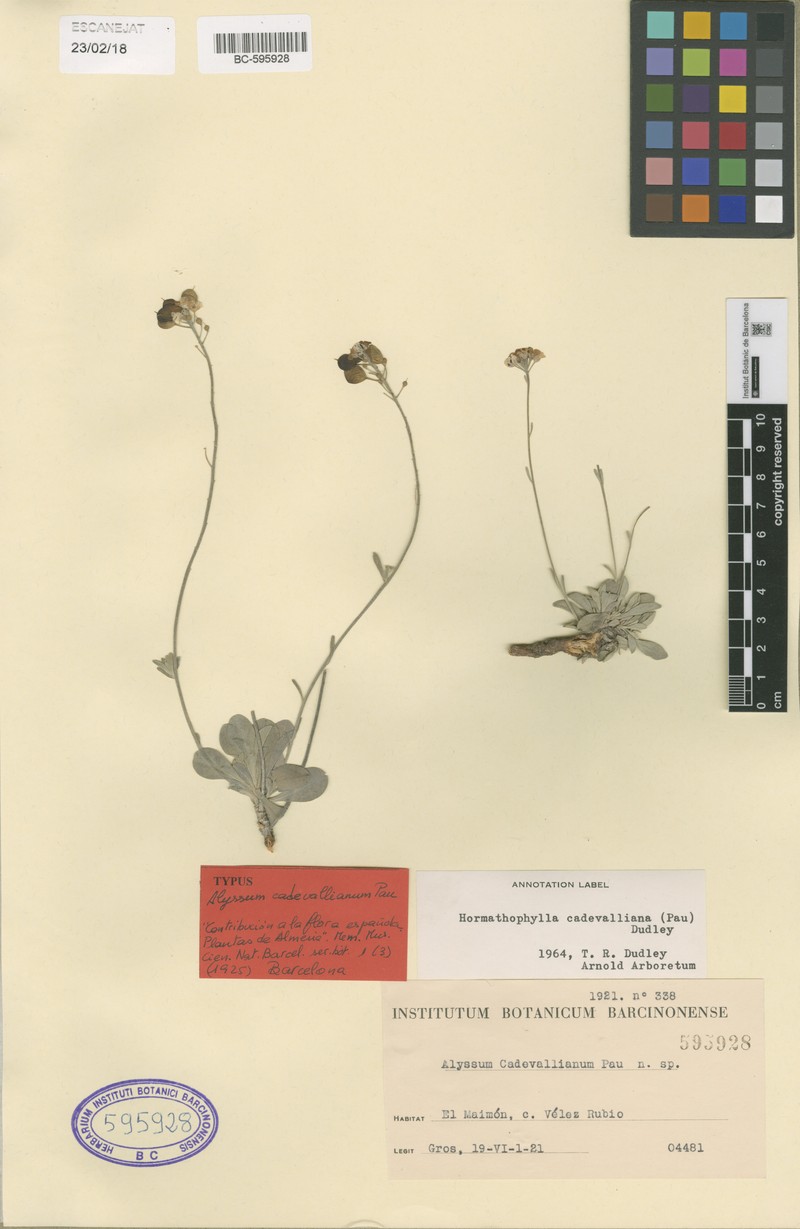 Hormathophylla cadevalliana photo 4