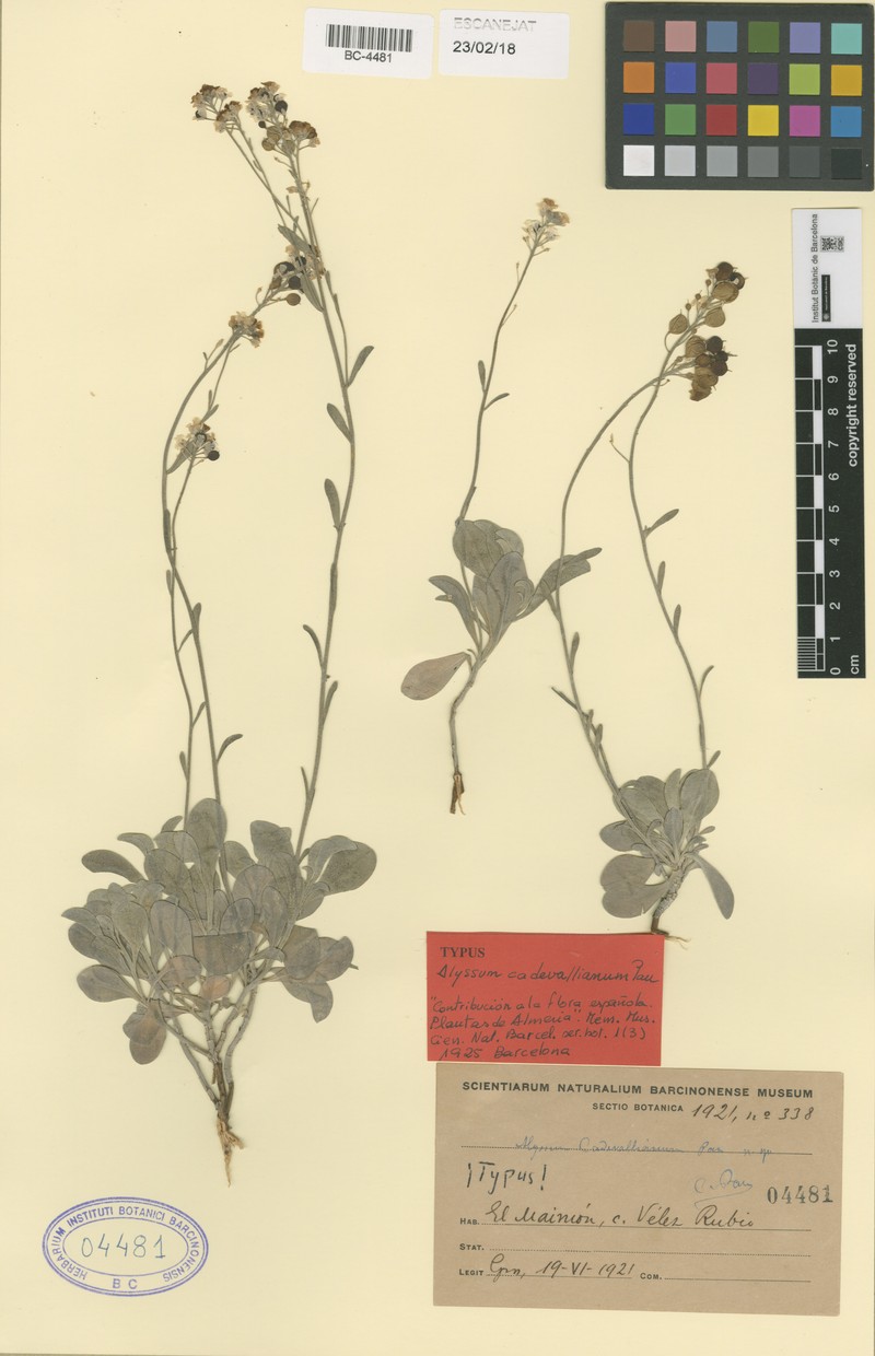 Hormathophylla cadevalliana photo 5