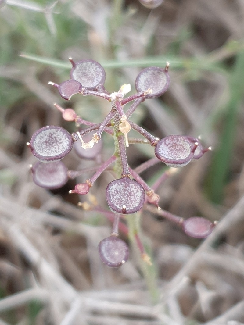 Hormathophylla cochleata