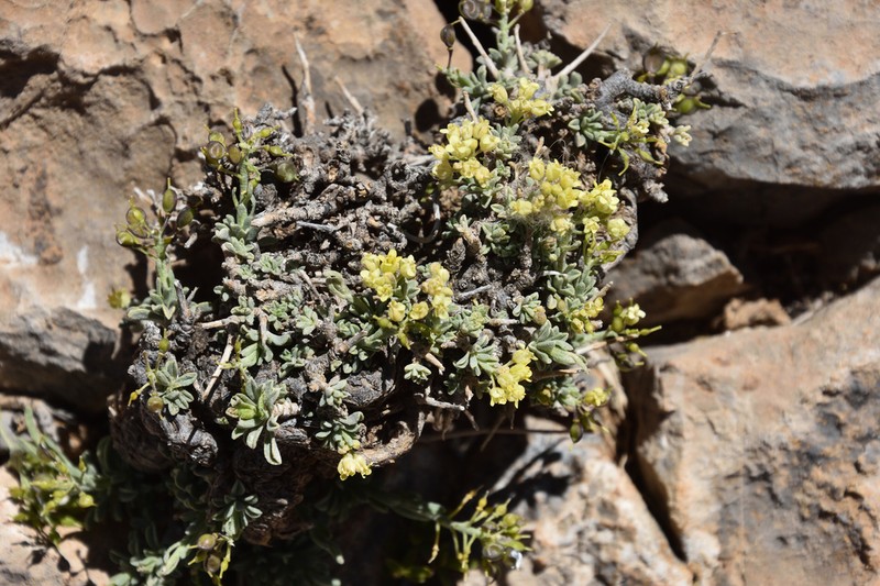 Hormathophylla cochleata photo 2