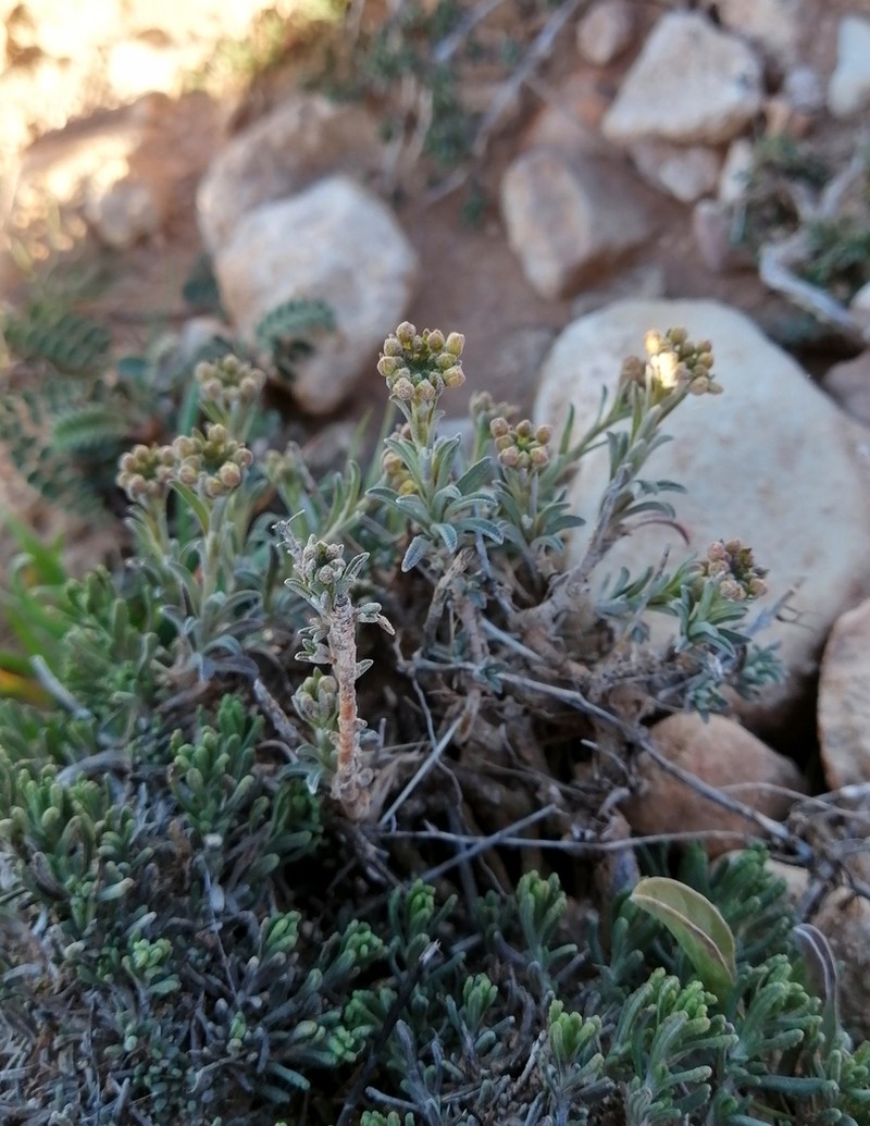 Hormathophylla cochleata photo 3