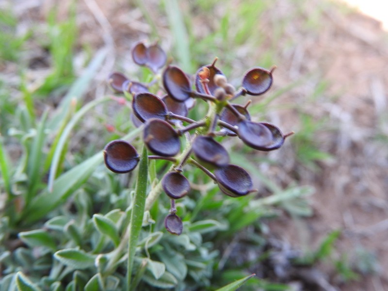Hormathophylla cochleata photo 5