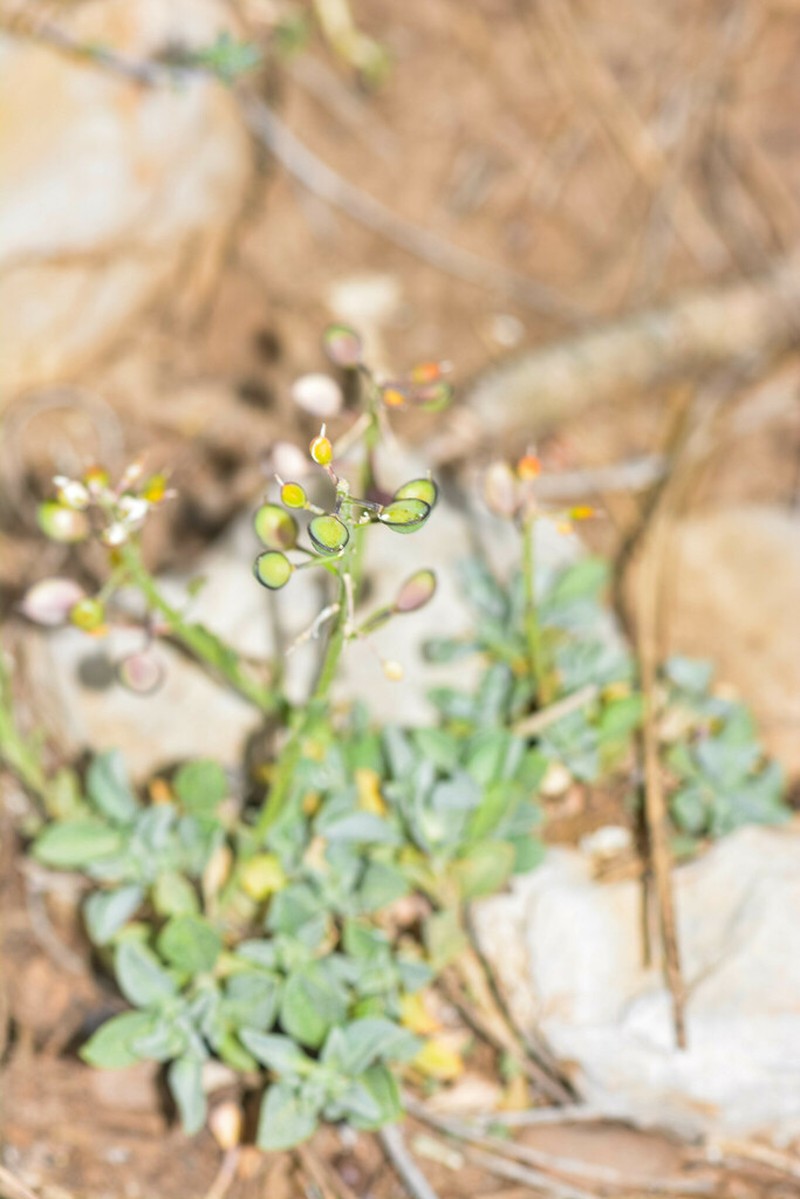 Hormathophylla cochleata photo 6