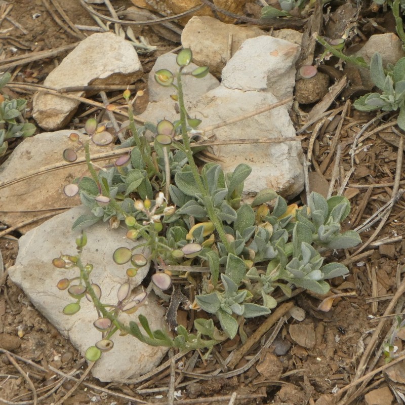 Hormathophylla cochleata photo 8