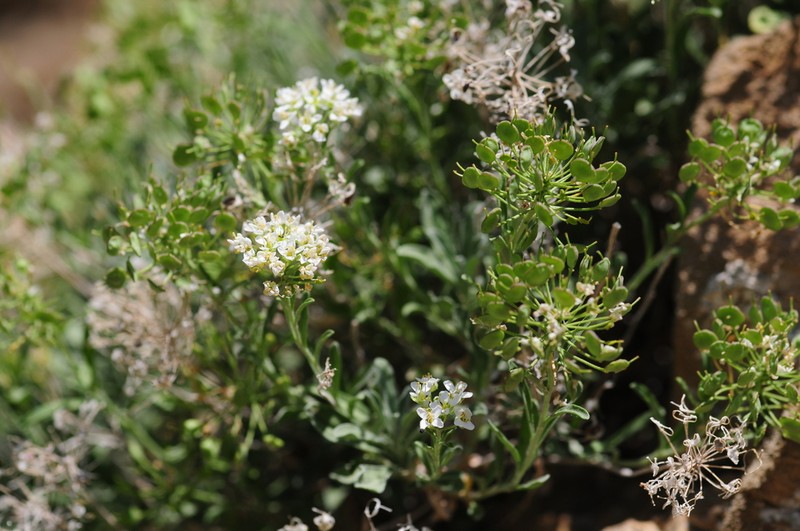 Hormathophylla halimifolia