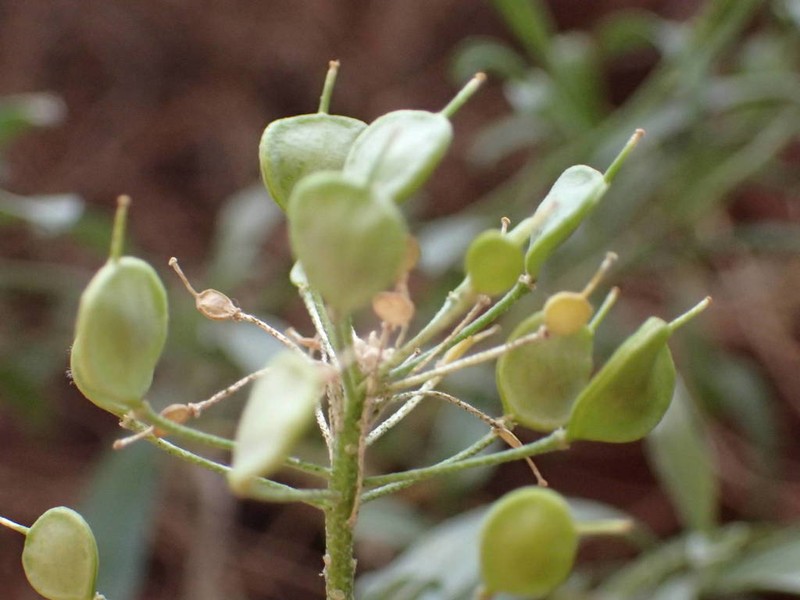 Hormathophylla halimifolia photo 2