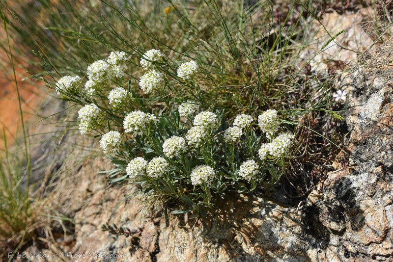 Hormathophylla halimifolia photo 3