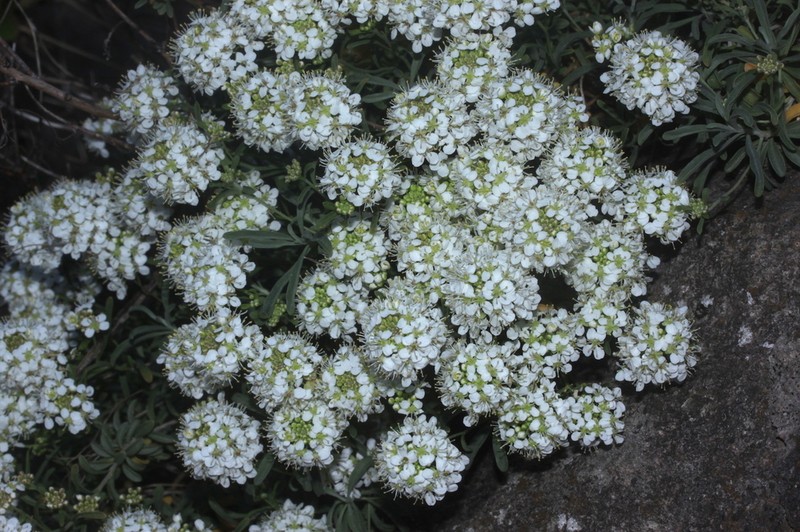 Hormathophylla halimifolia photo 4