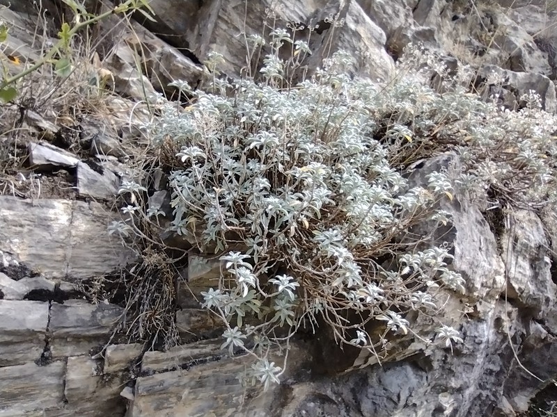 Hormathophylla halimifolia photo 5