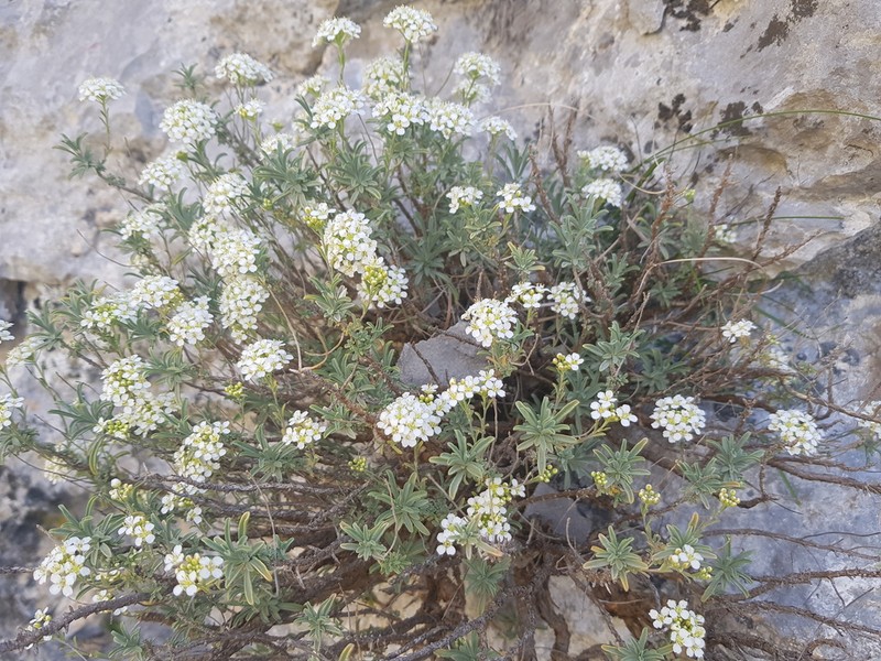 Hormathophylla halimifolia photo 6