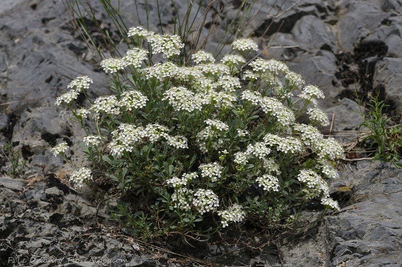 Hormathophylla halimifolia photo 7