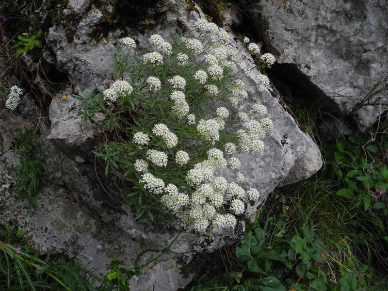 Hormathophylla halimifolia photo 8