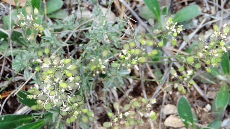 Hormathophylla lapeyrouseana