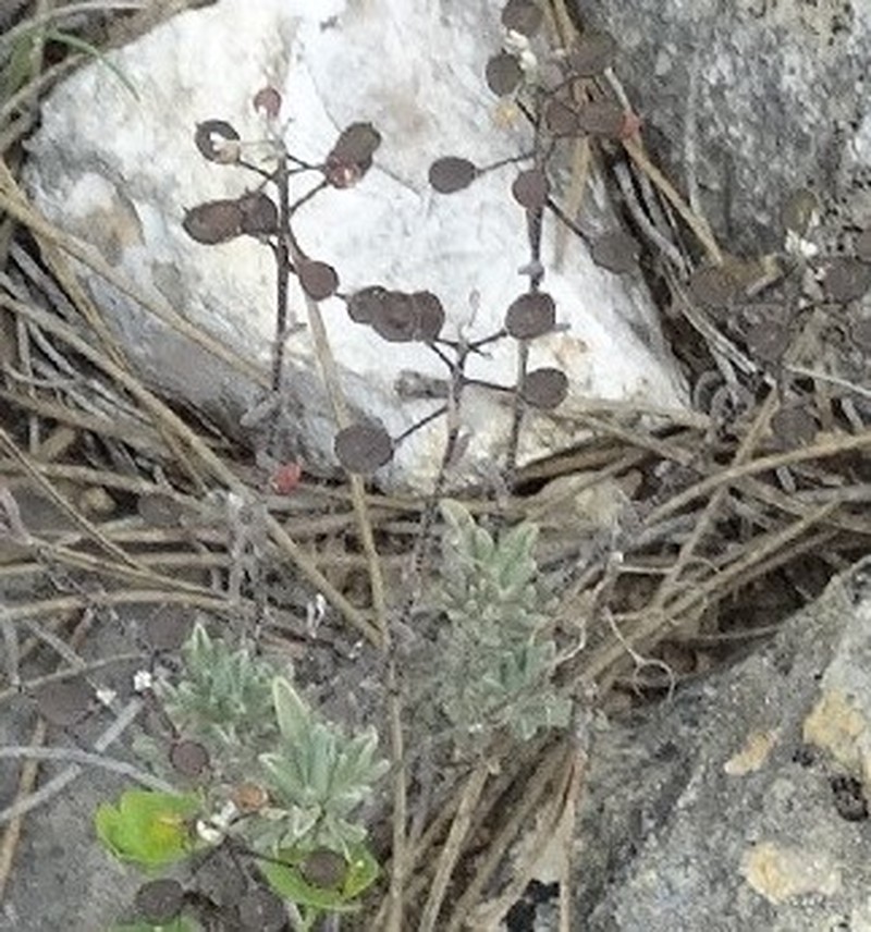 Hormathophylla lapeyrouseana photo 2