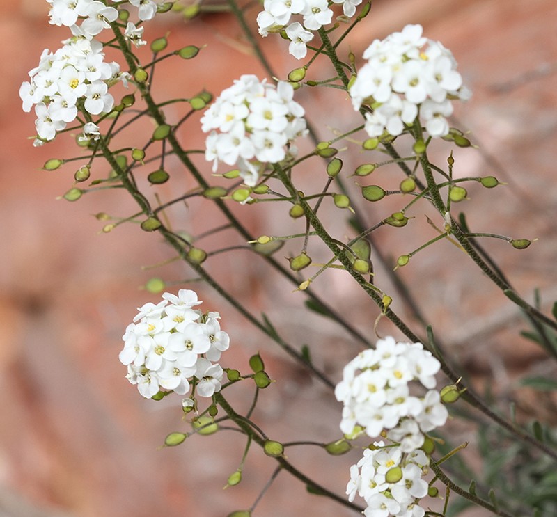 Hormathophylla lapeyrouseana photo 3