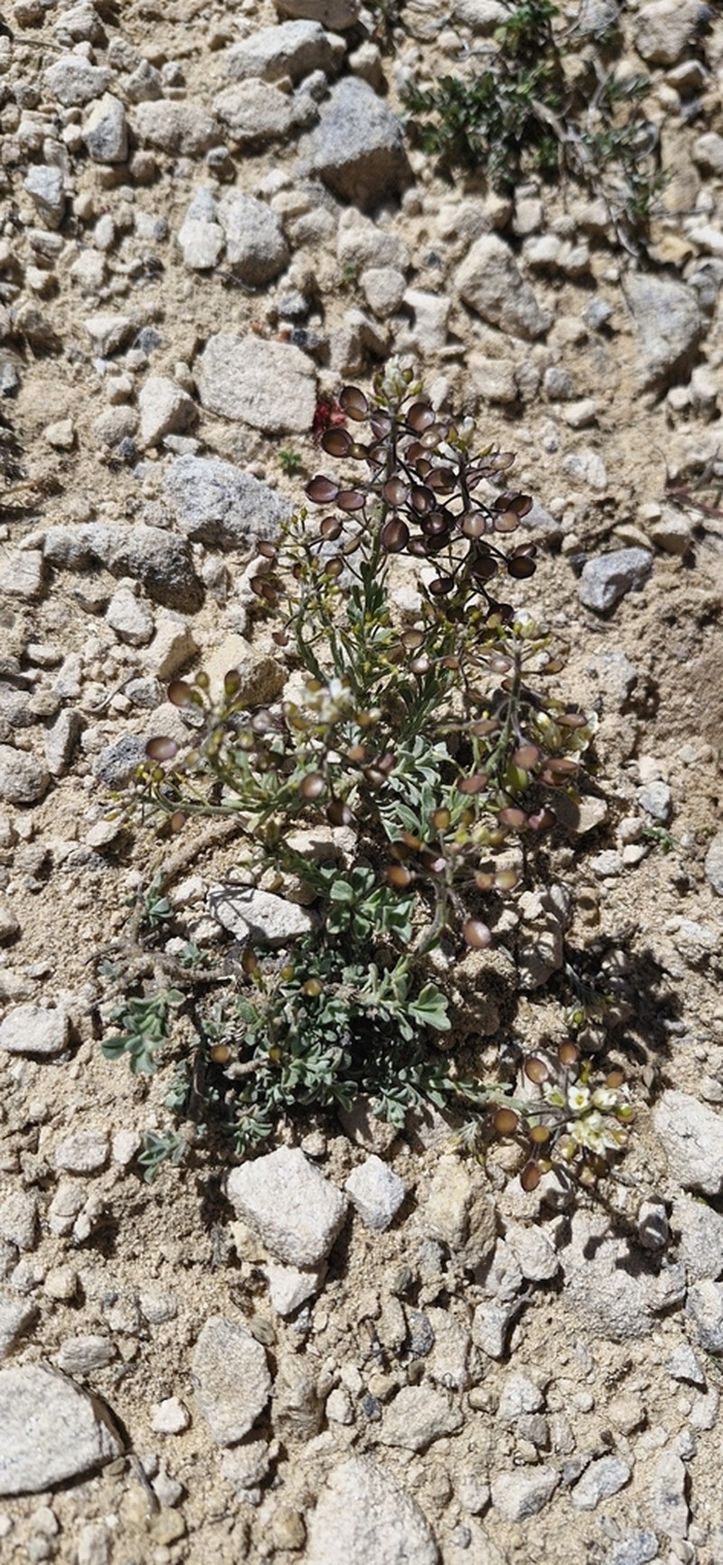 Hormathophylla lapeyrouseana photo 4