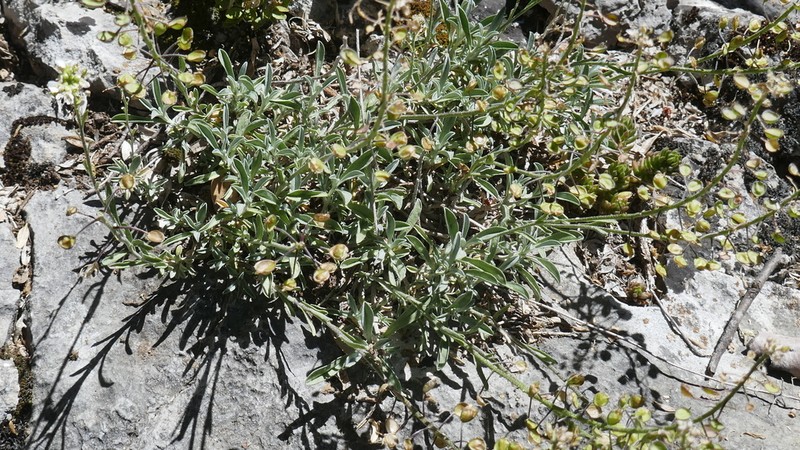 Hormathophylla lapeyrouseana photo 5