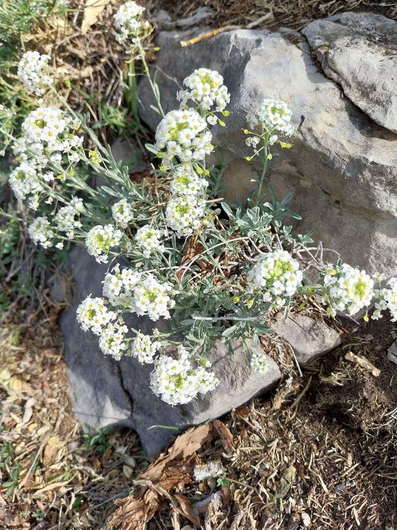 Hormathophylla lapeyrouseana photo 6