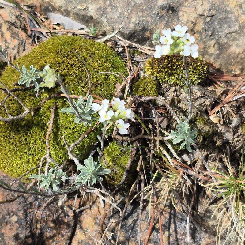 Hormathophylla lapeyrouseana photo 7