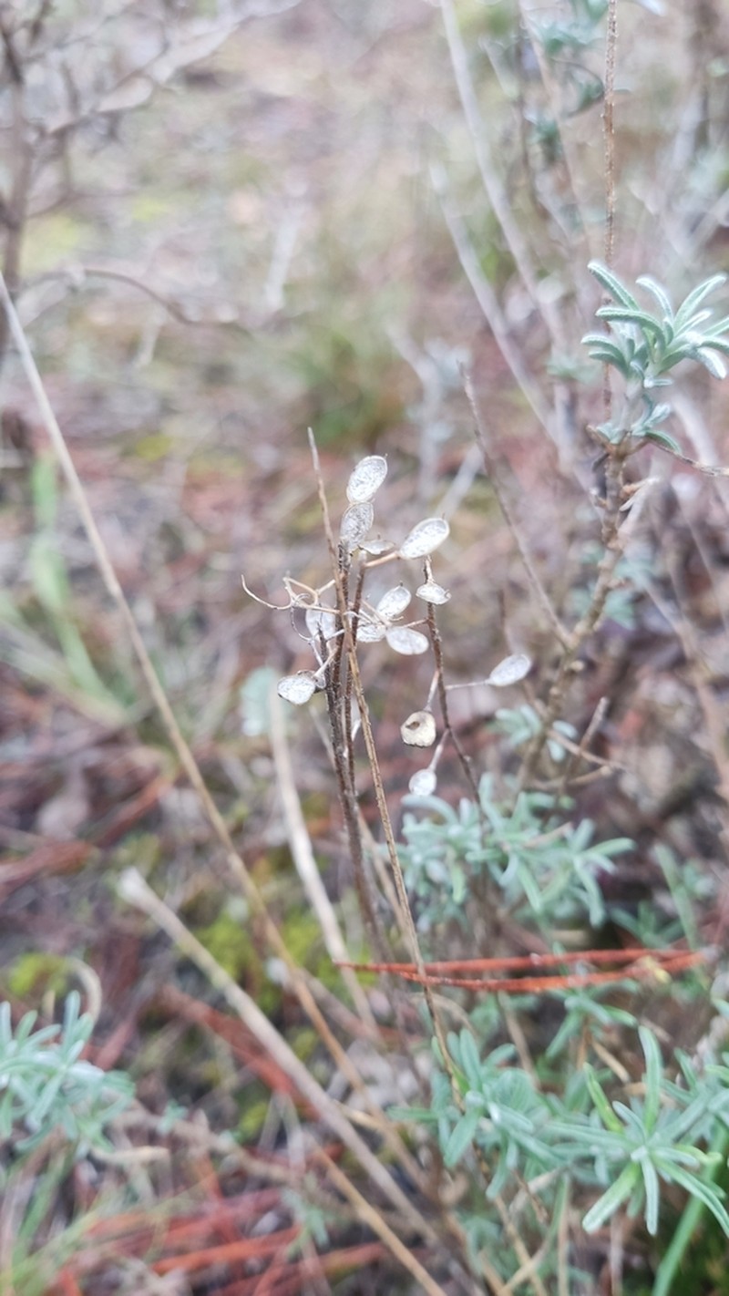 Hormathophylla lapeyrouseana photo 8