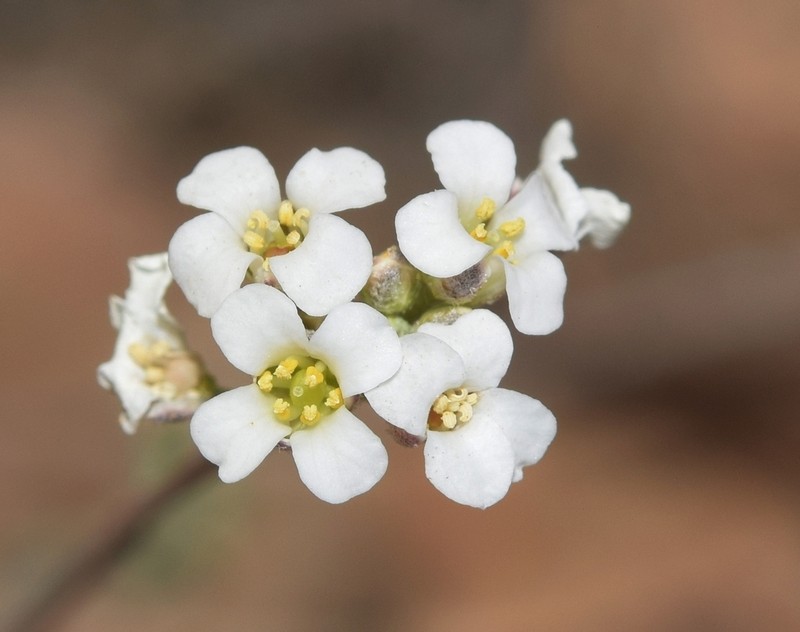 Hormathophylla longicaulis