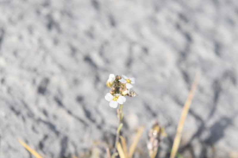 Hormathophylla longicaulis photo 2
