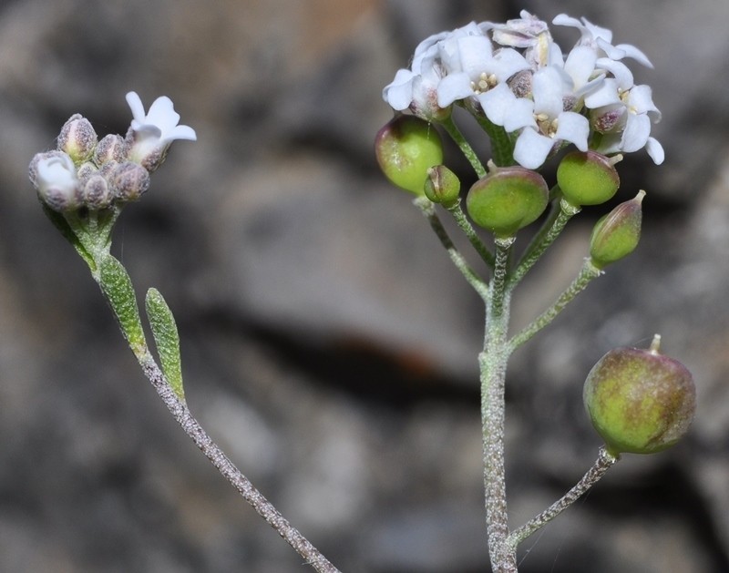 Hormathophylla longicaulis photo 3