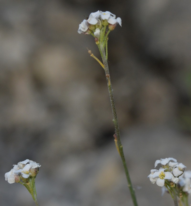 Hormathophylla longicaulis photo 4