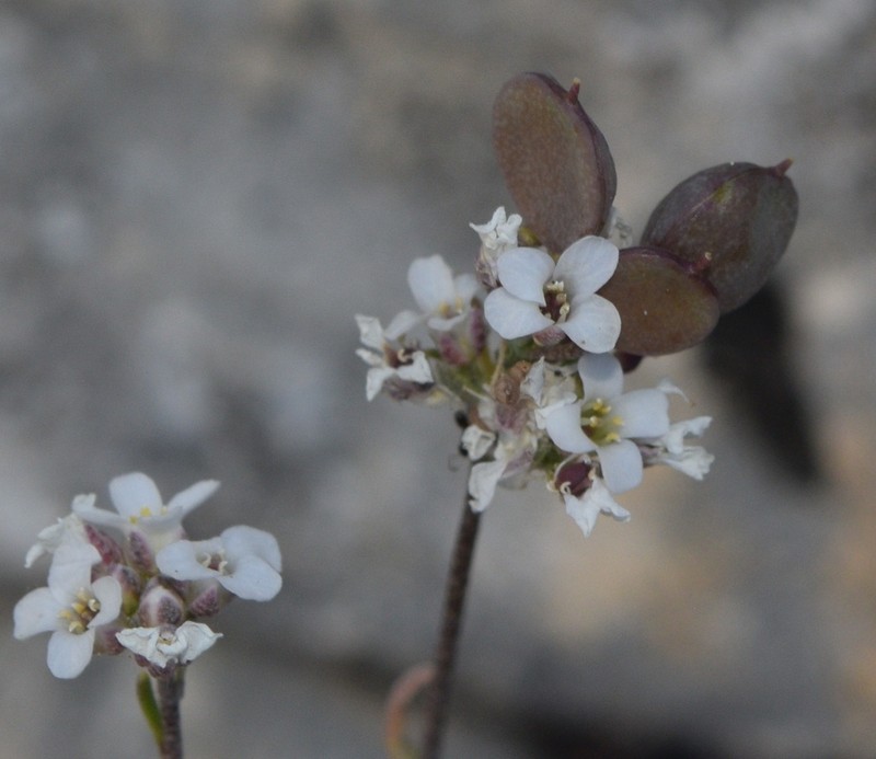 Hormathophylla longicaulis photo 5