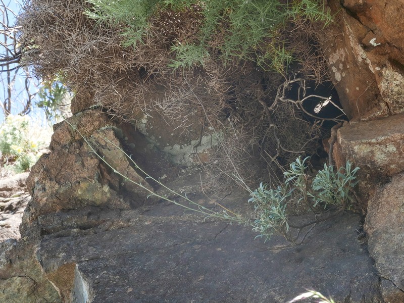 Hormathophylla longicaulis photo 6