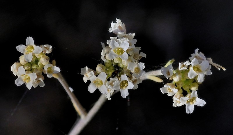 Hormathophylla longicaulis photo 7