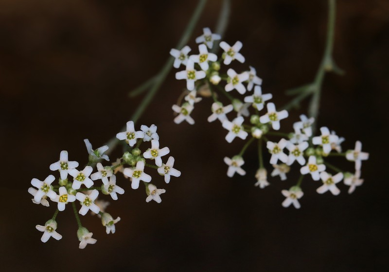 Hormathophylla longicaulis photo 8