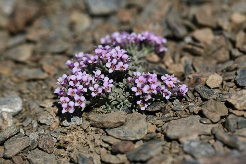 Hormathophylla purpurea