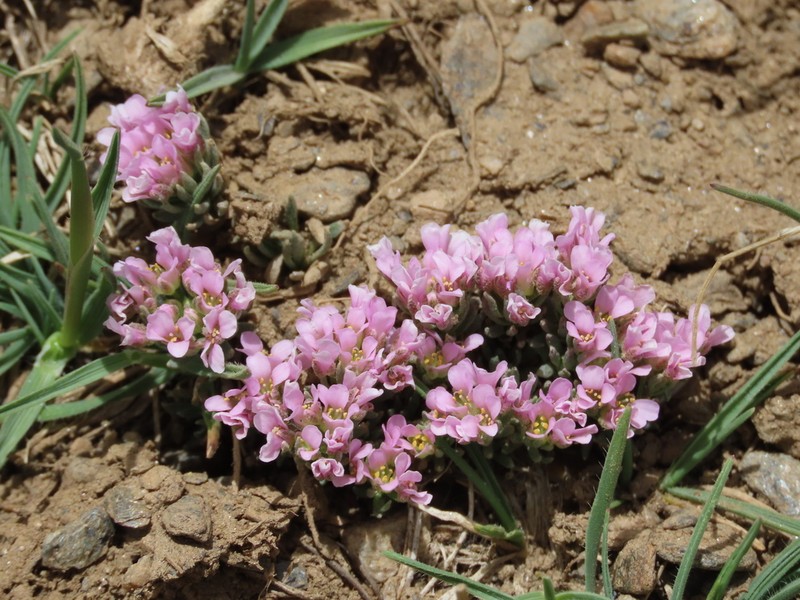 Hormathophylla purpurea photo 2