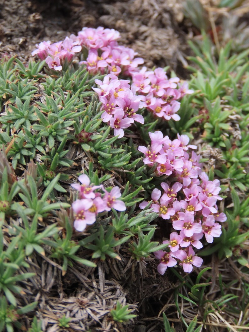 Hormathophylla purpurea photo 3