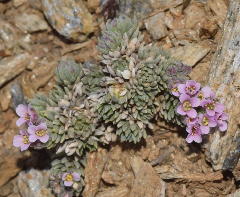 Hormathophylla purpurea photo 4