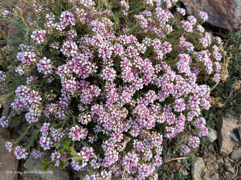 Hormathophylla purpurea photo 5