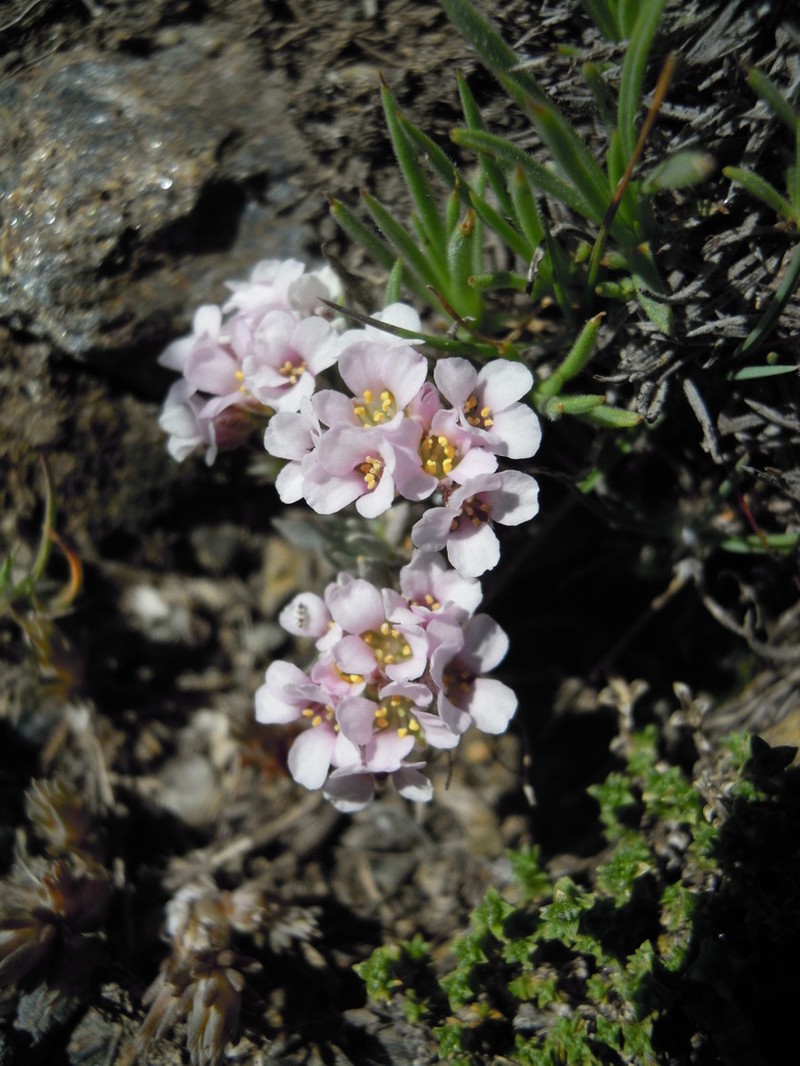 Hormathophylla purpurea photo 6