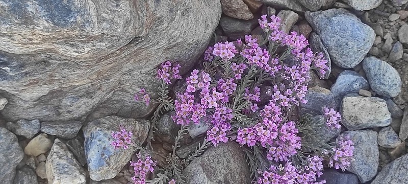 Hormathophylla purpurea photo 7