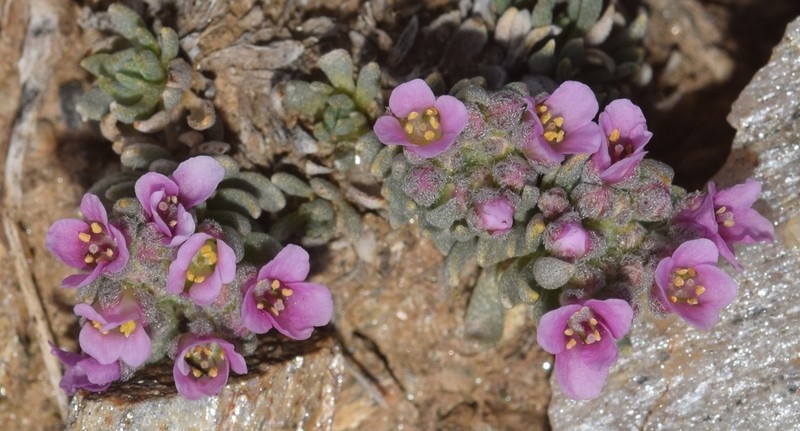 Hormathophylla purpurea photo 8