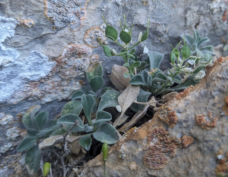 Hormathophylla pyrenaica