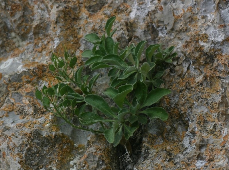 Hormathophylla pyrenaica photo 2