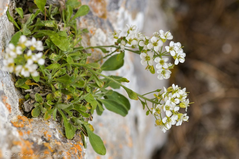 Hormathophylla pyrenaica photo 3