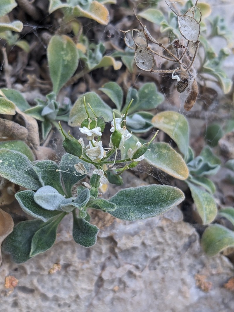 Hormathophylla pyrenaica photo 4