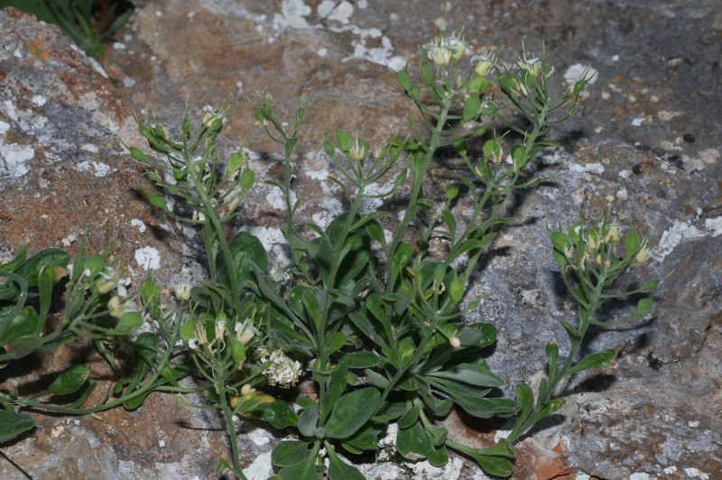 Hormathophylla pyrenaica photo 5
