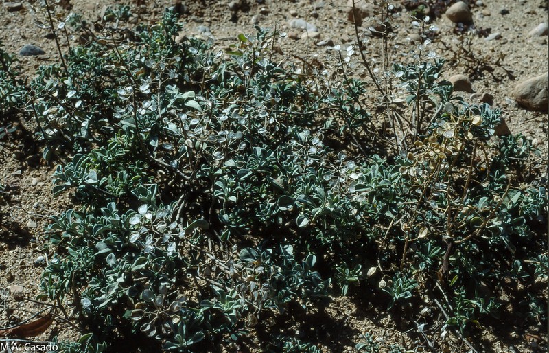Hormathophylla reverchonii