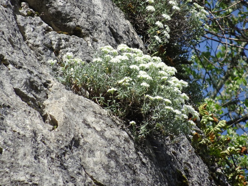 Hormathophylla saxigena photo 2