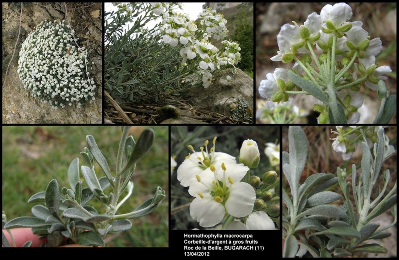 Hormathophylla saxigena photo 3